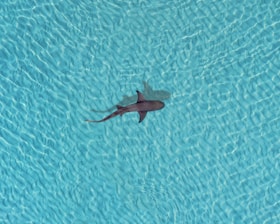 a shark swimming in a pool of water