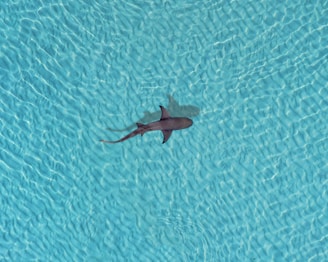 a shark swimming in a pool of water
