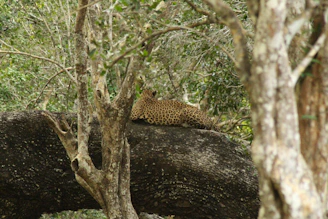 a leopard laying on top of a fallen tree