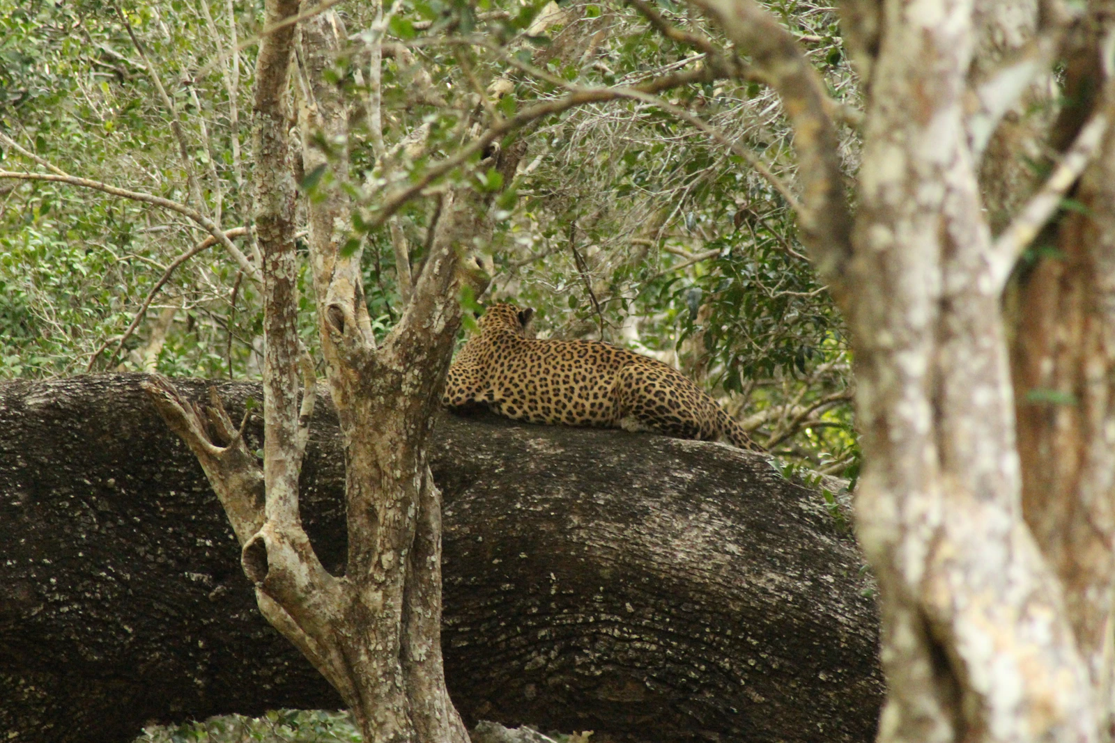 The Leopard & The Lodge