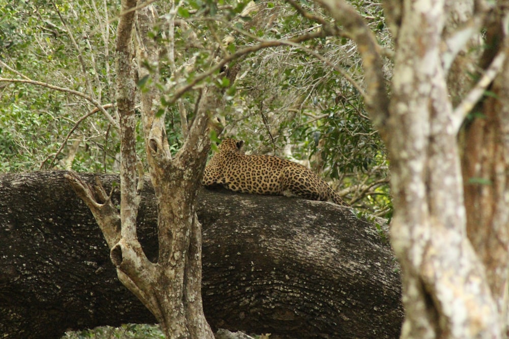 a leopard laying on top of a fallen tree