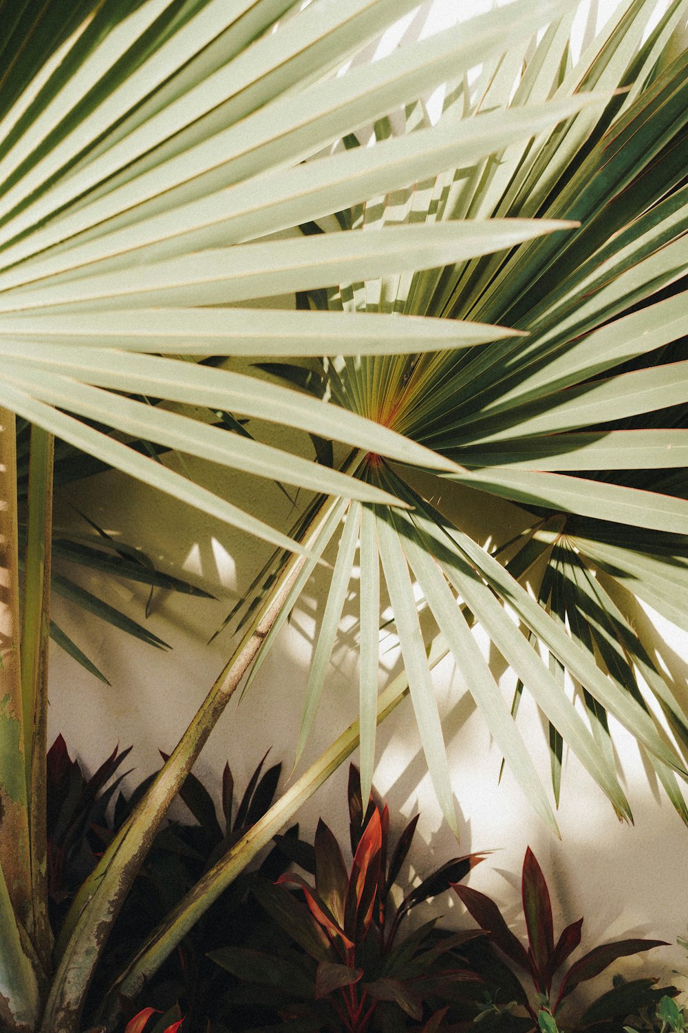 a large palm tree in front of a white wall