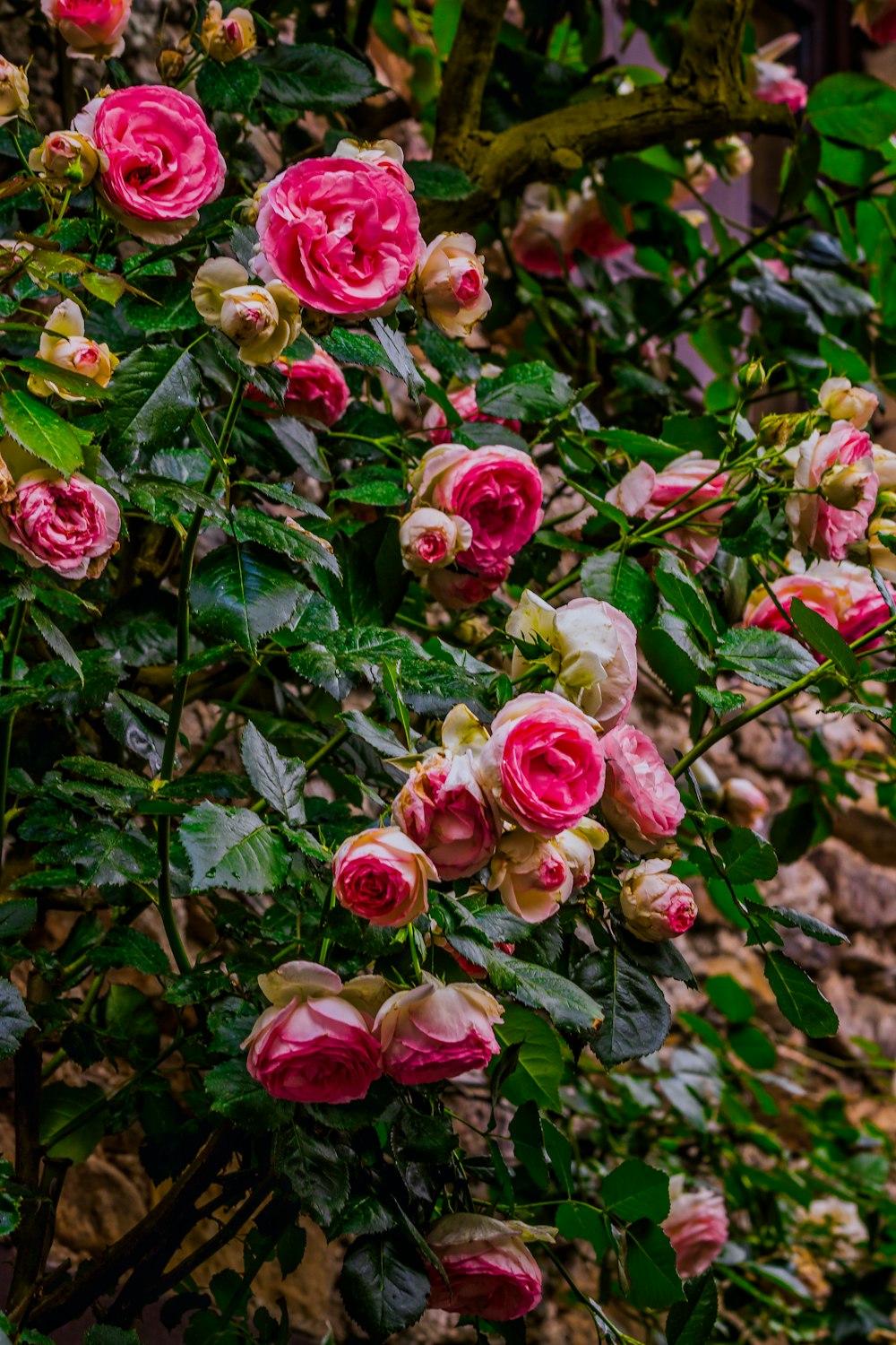 a bush of pink roses with green leaves