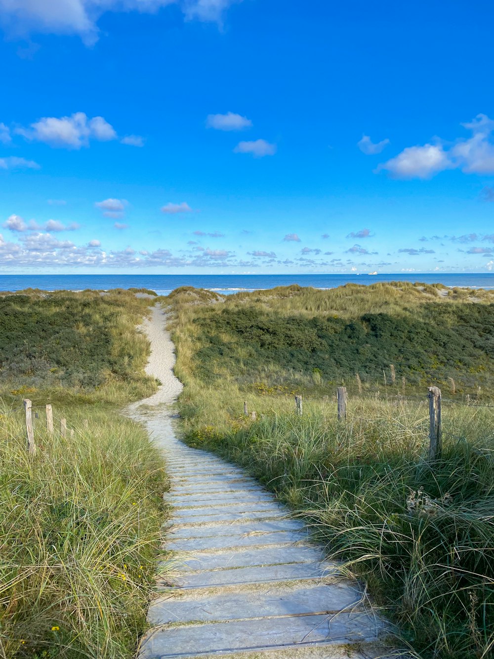 a path in the middle of a grassy field