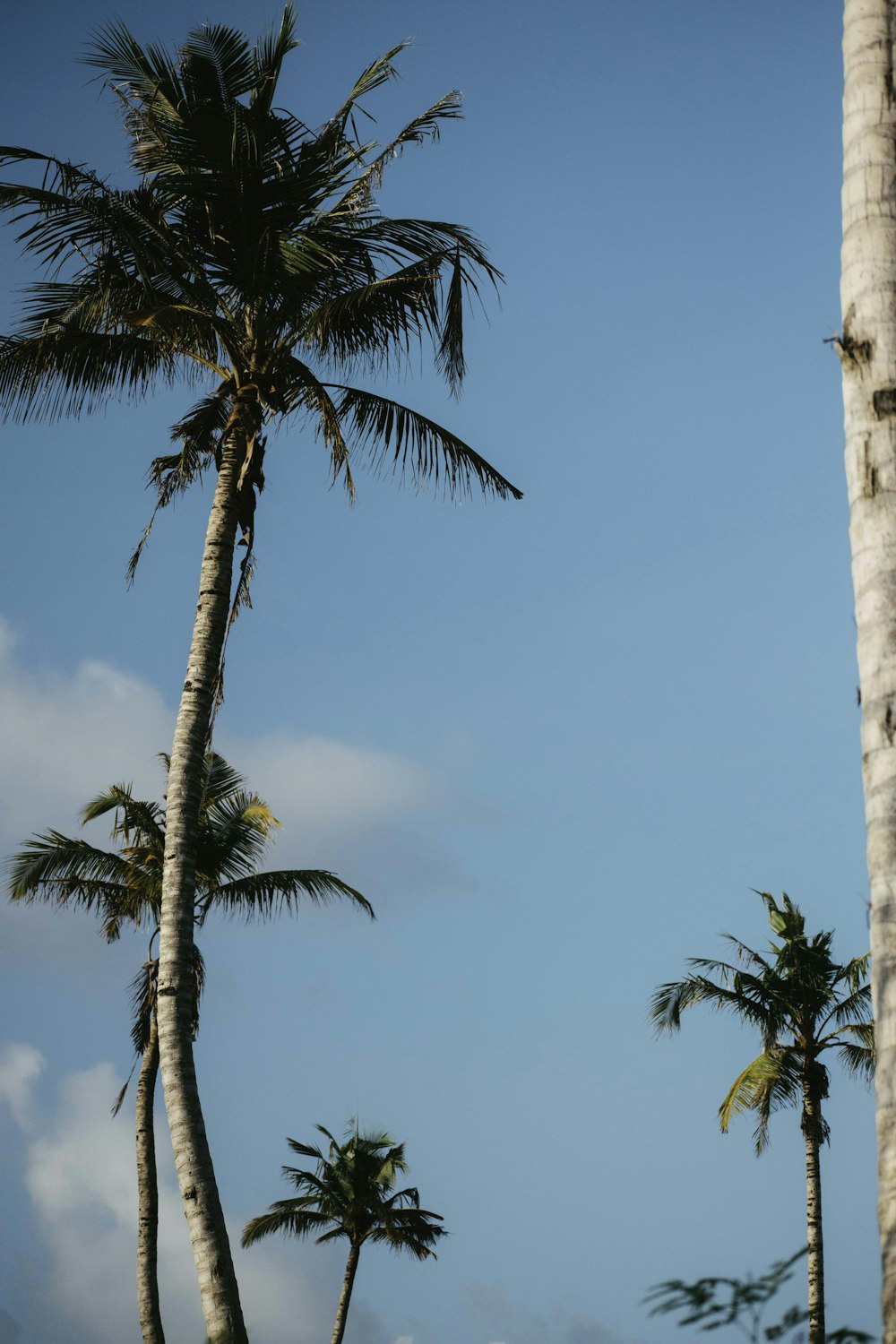 a couple of tall palm trees sitting next to each other