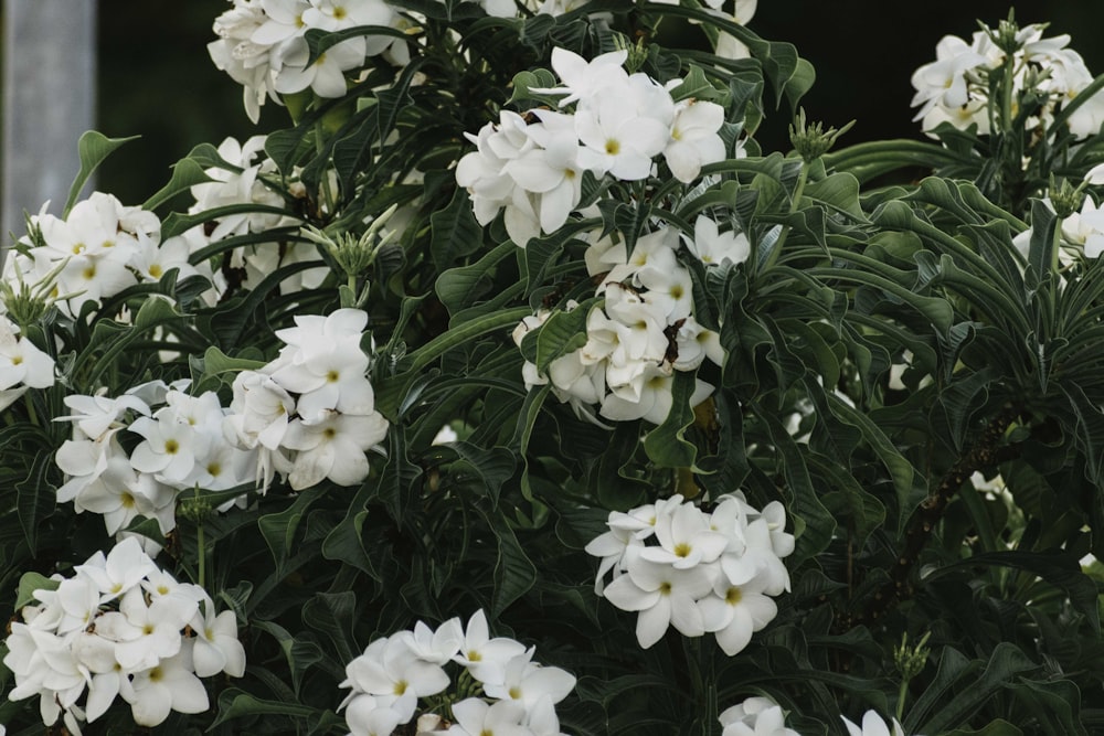 a bush of white flowers with green leaves