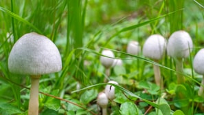 Several white mushrooms with rounded caps are growing amidst lush green grass and small leaves. The scene is focused on a single prominent mushroom in the foreground, with several others fading into the background, creating a natural, woodland atmosphere.