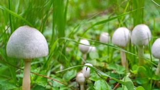 Several white mushrooms with rounded caps are growing amidst lush green grass and small leaves. The scene is focused on a single prominent mushroom in the foreground, with several others fading into the background, creating a natural, woodland atmosphere.