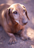 Close-up photo of Dante the chocolate dachshund with his shiny short coat and curious eyes.