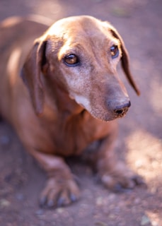 A brown dachshund with a shiny coat is lying down on a textured surface, looking attentively at something. The lighting highlights its expressive eyes and smooth fur.