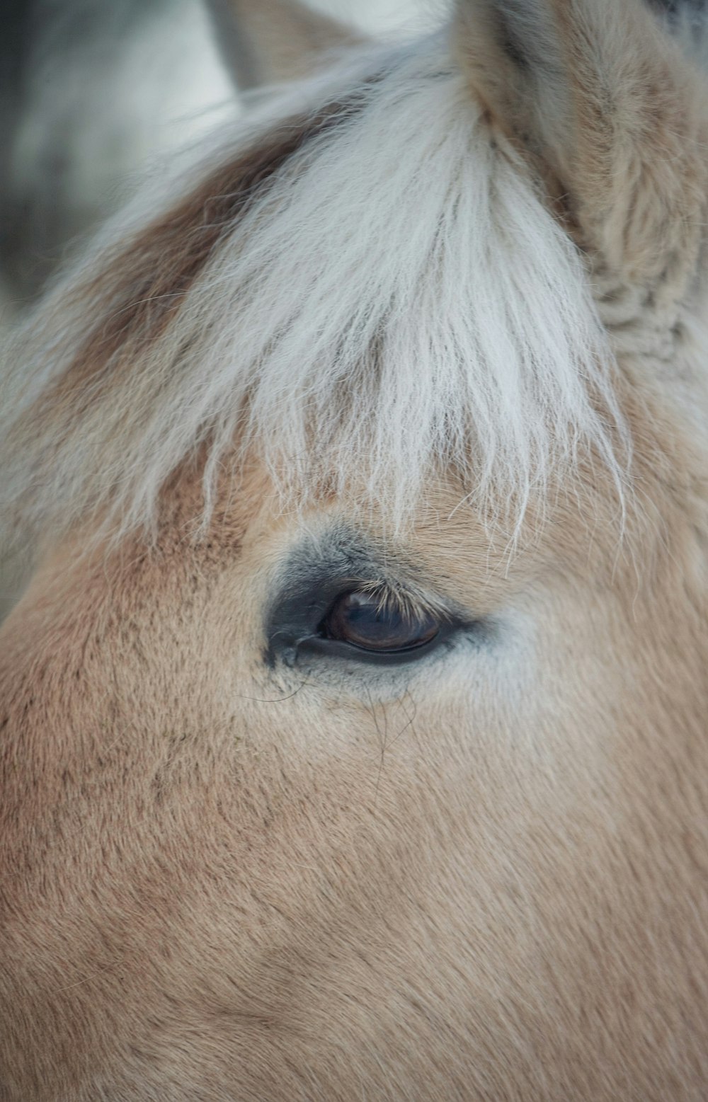 a close up of a horse's eye with a blurry background