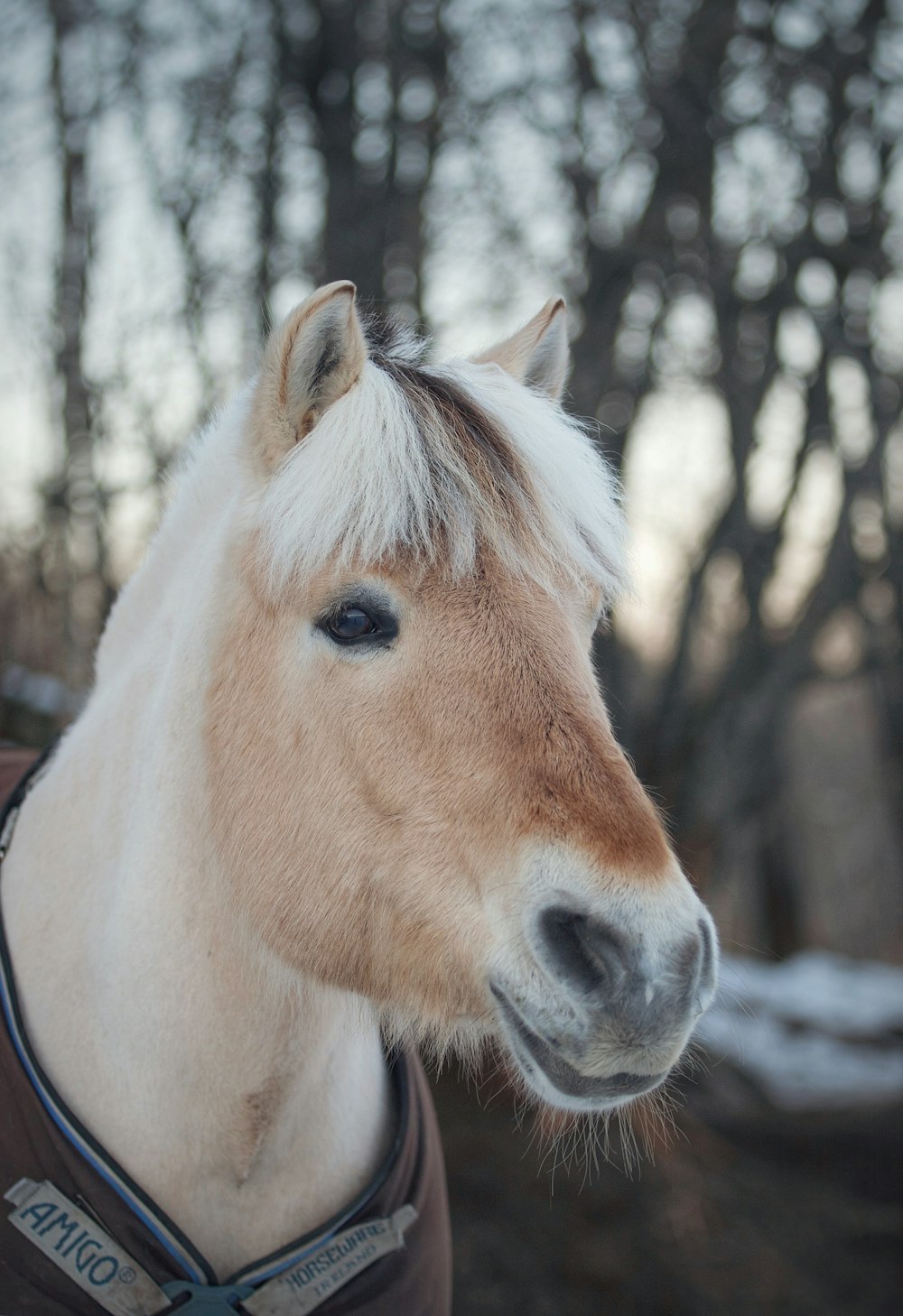 a brown and white horse wearing a brown shirt