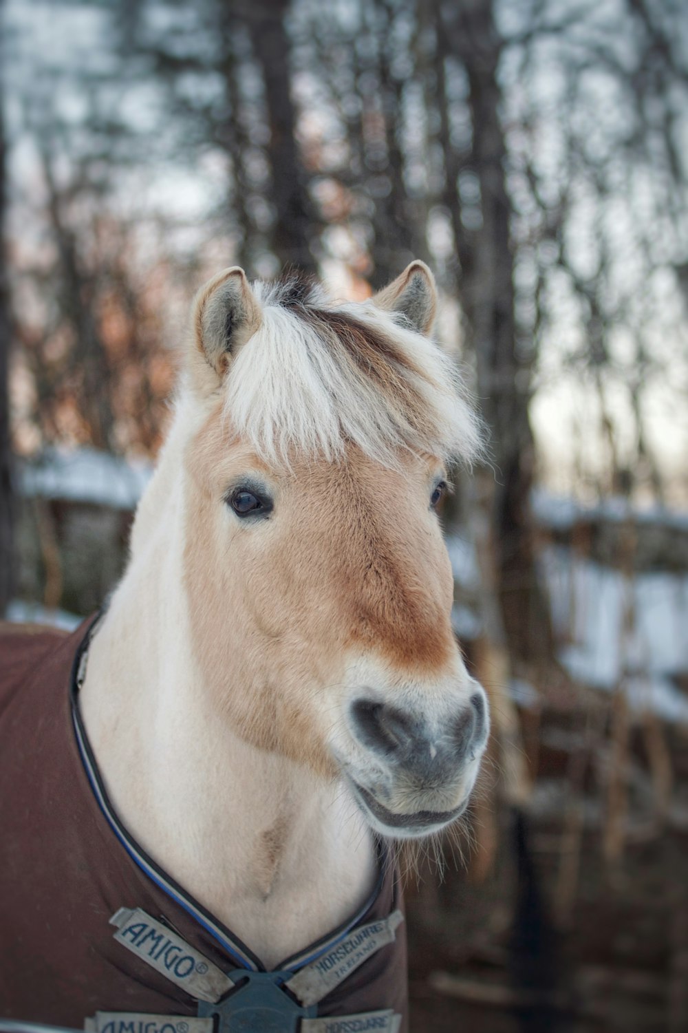 a brown and white horse wearing a brown shirt