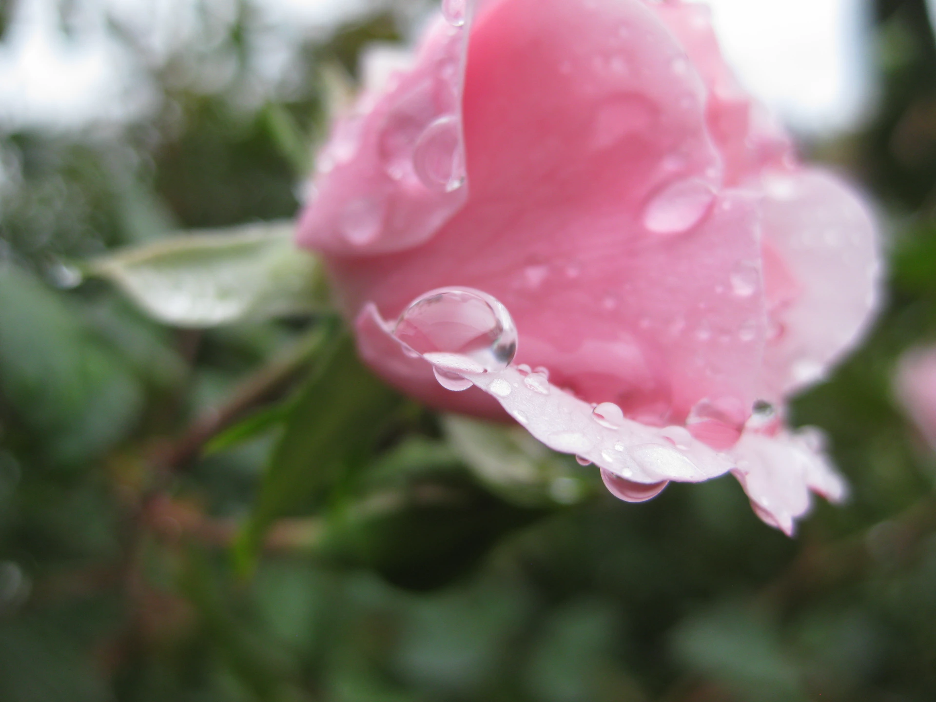 A close-up of a delicate flower petal with morning dew glistening in soft sunlight.