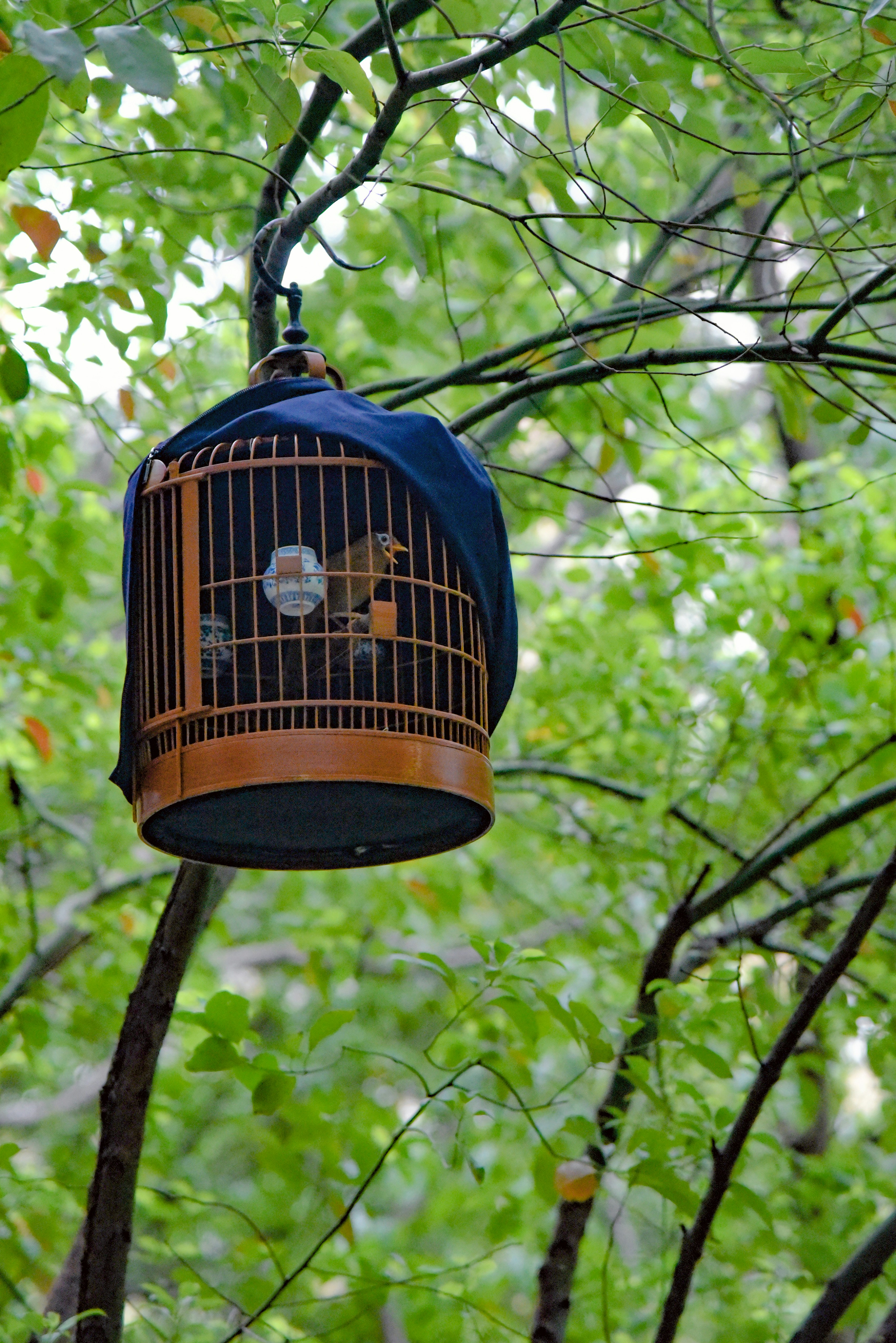 Well-equipped bird cage with various perches and toys