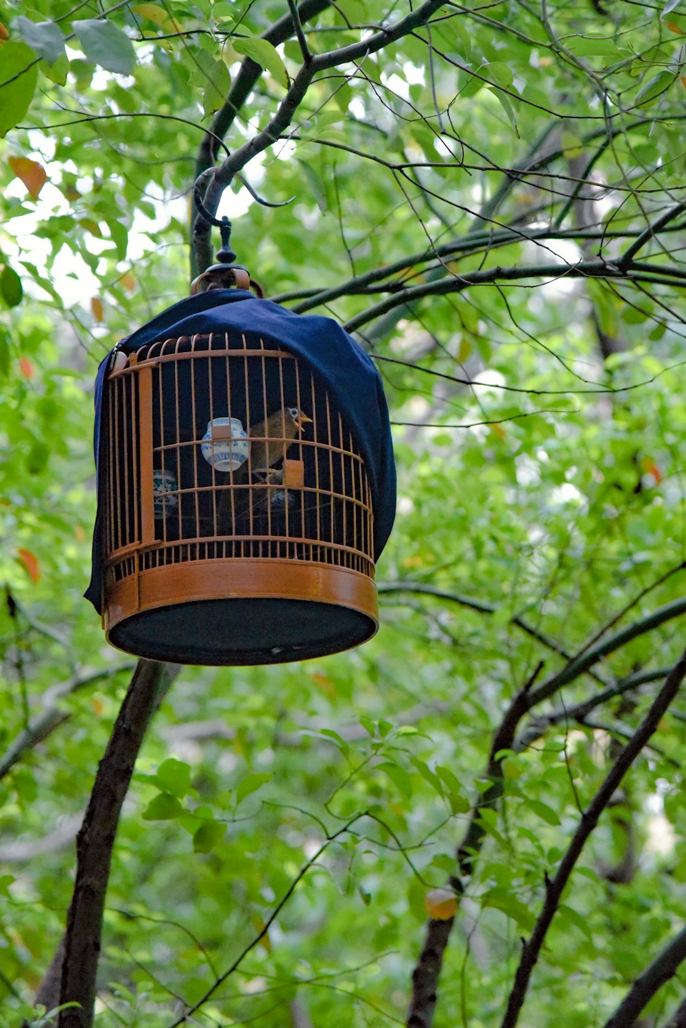 a bird cage hanging from a tree in a forest