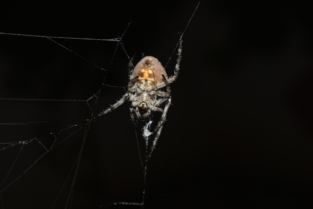 a close up of a spider on a web