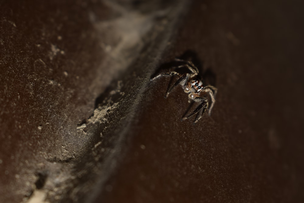 a close up of a spider on a wall