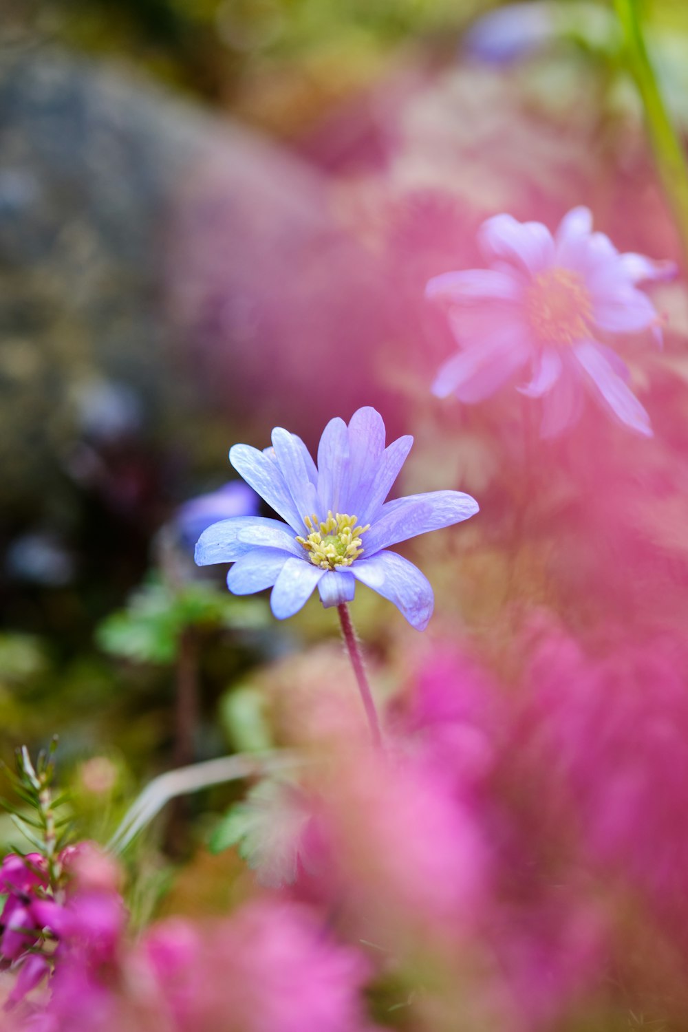 a close up of a flower near a rock