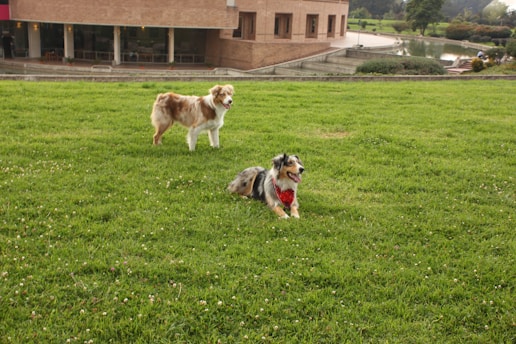 A happy dog playing on a grassy area near the apartment building.