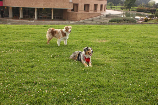 Pet-friendly area with a dog playing on green grass.