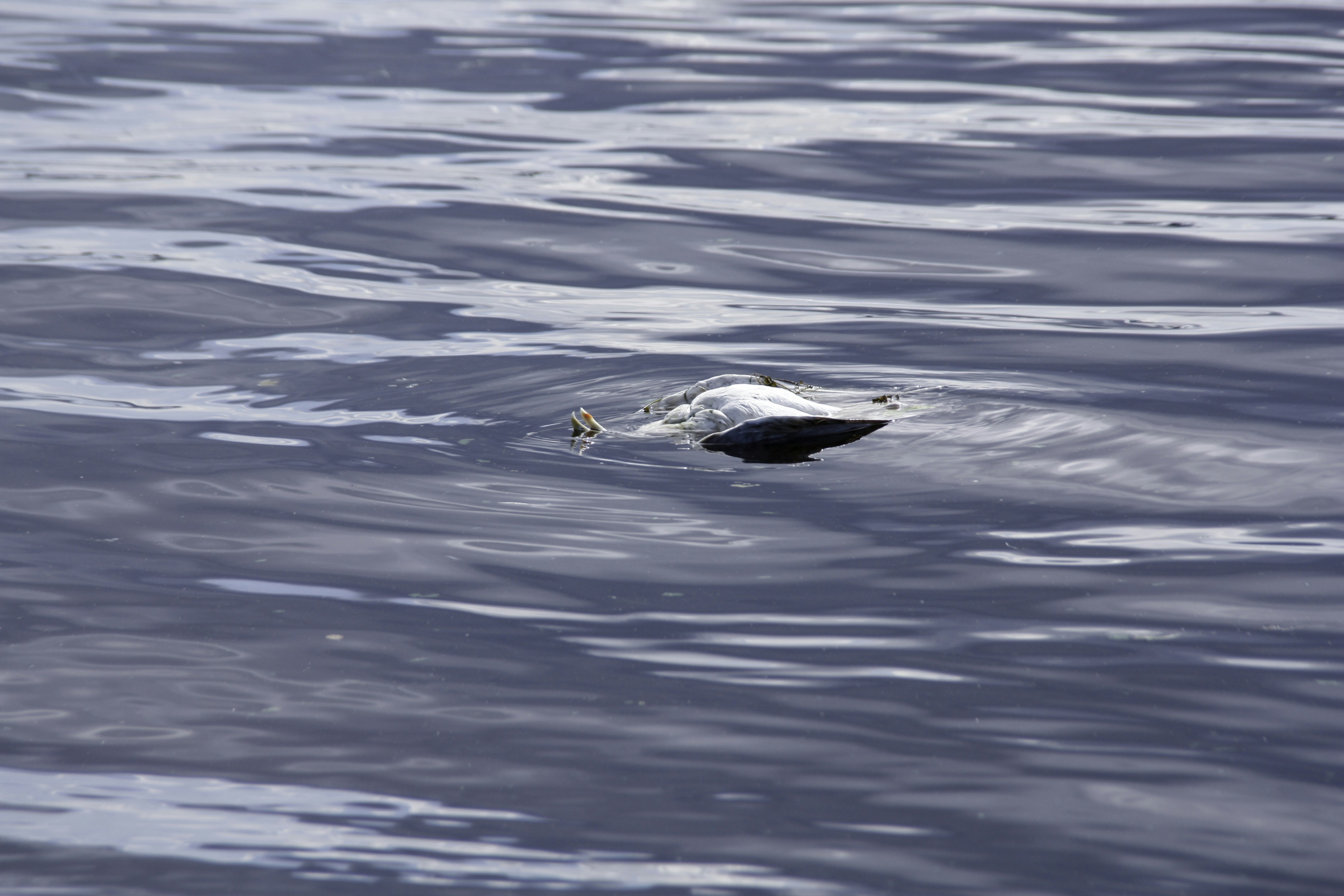 Photo by yaroslav_kush