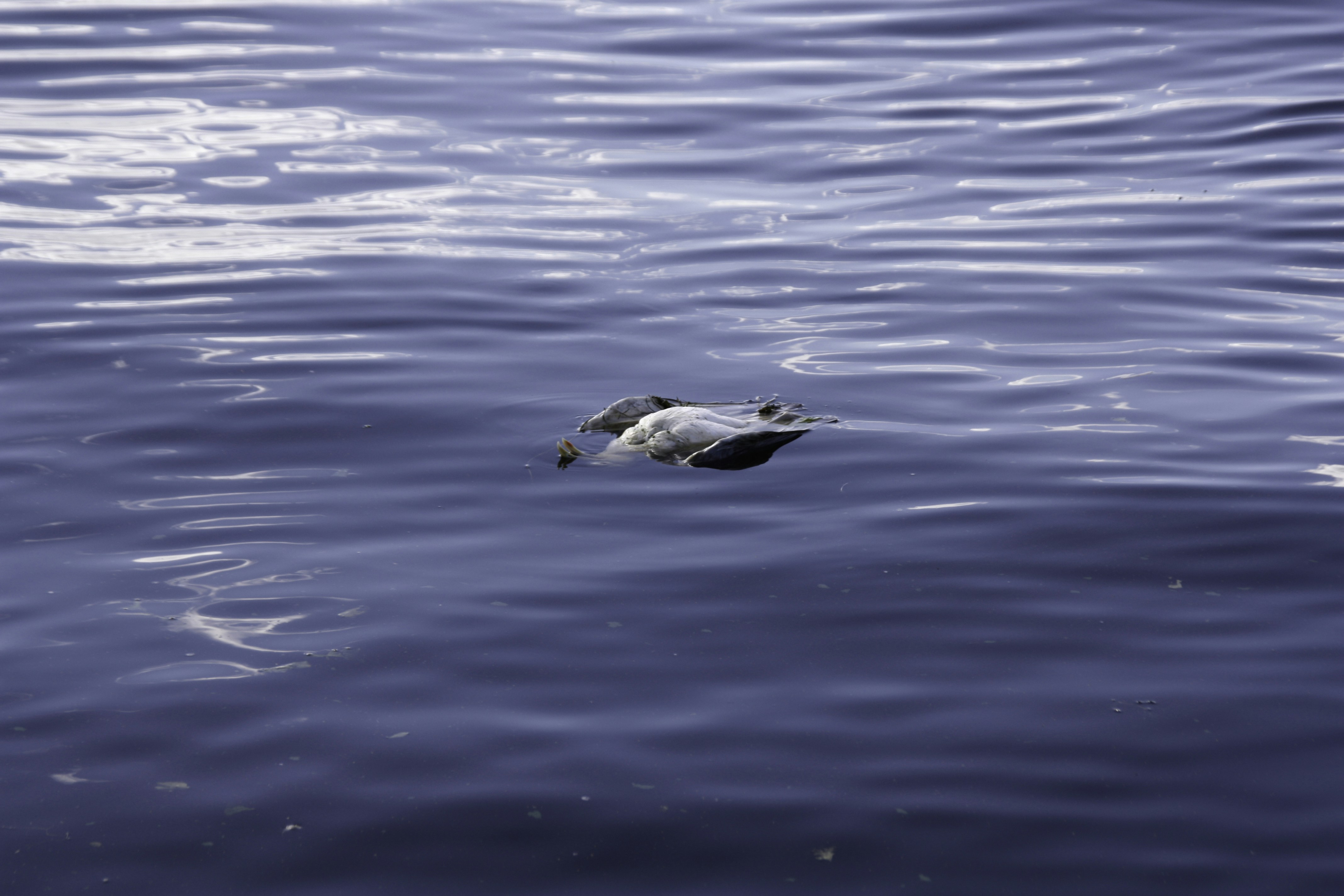 Photo by yaroslav_kush