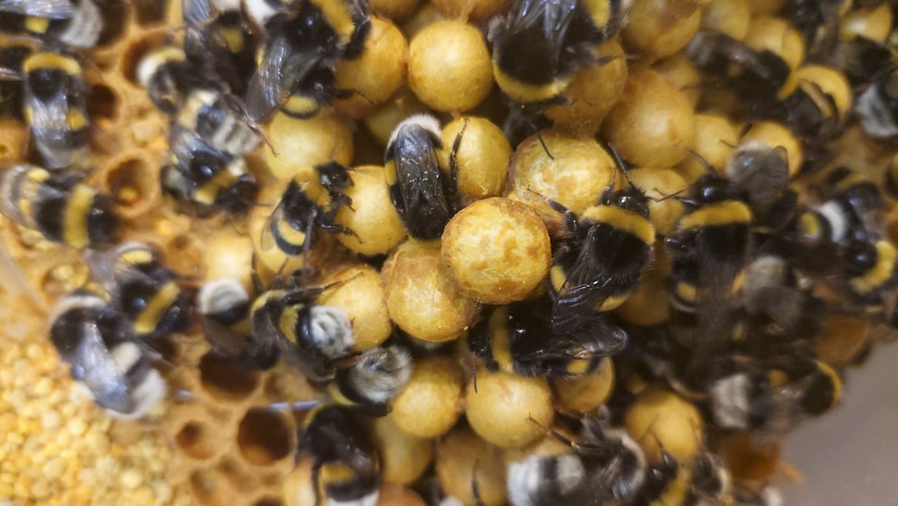 a close up of a bunch of bees on a piece of corn