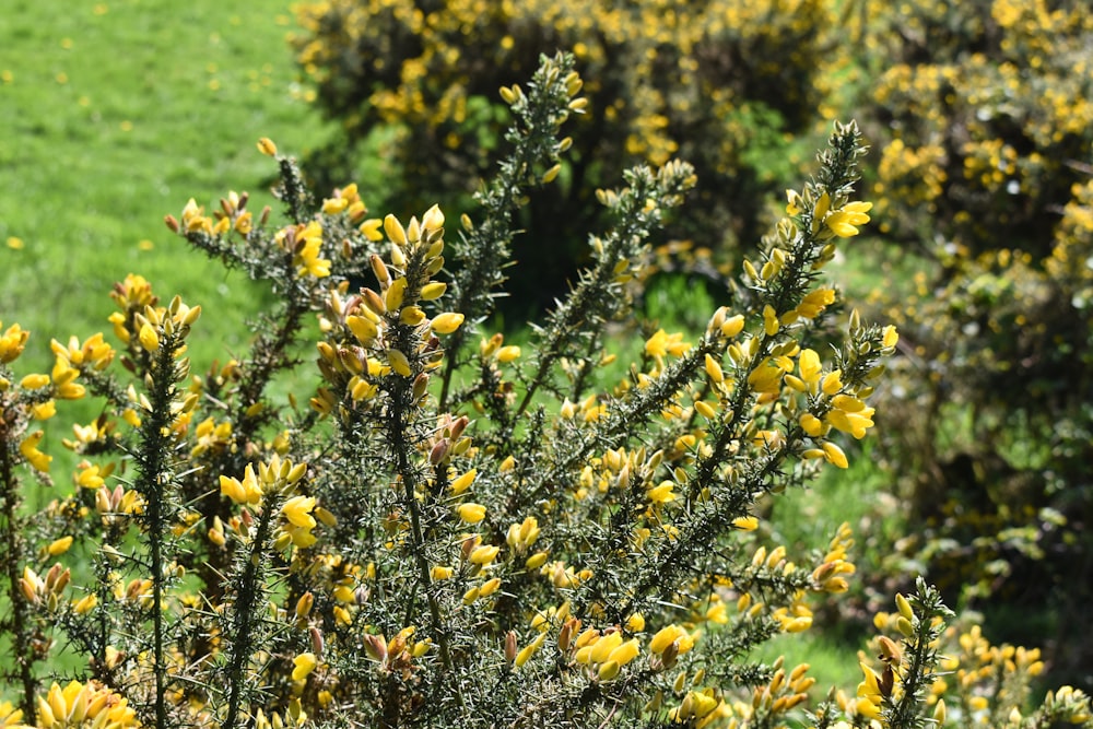 a bush with yellow flowers in a green field