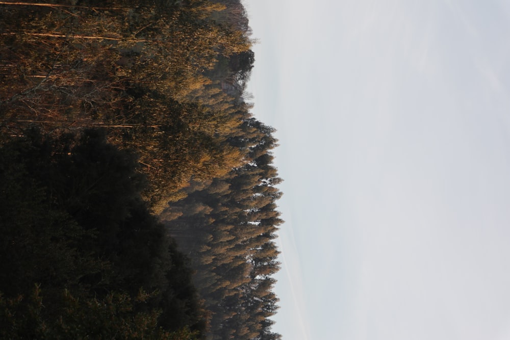 a group of trees in the distance with a sky background