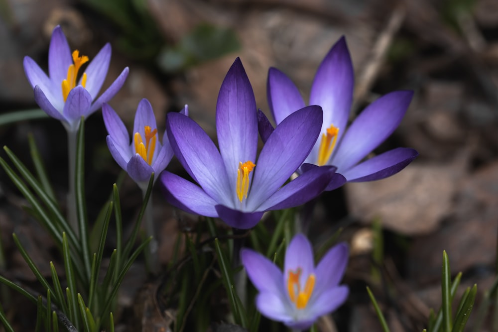 a group of purple flowers sitting on top of a forest floor