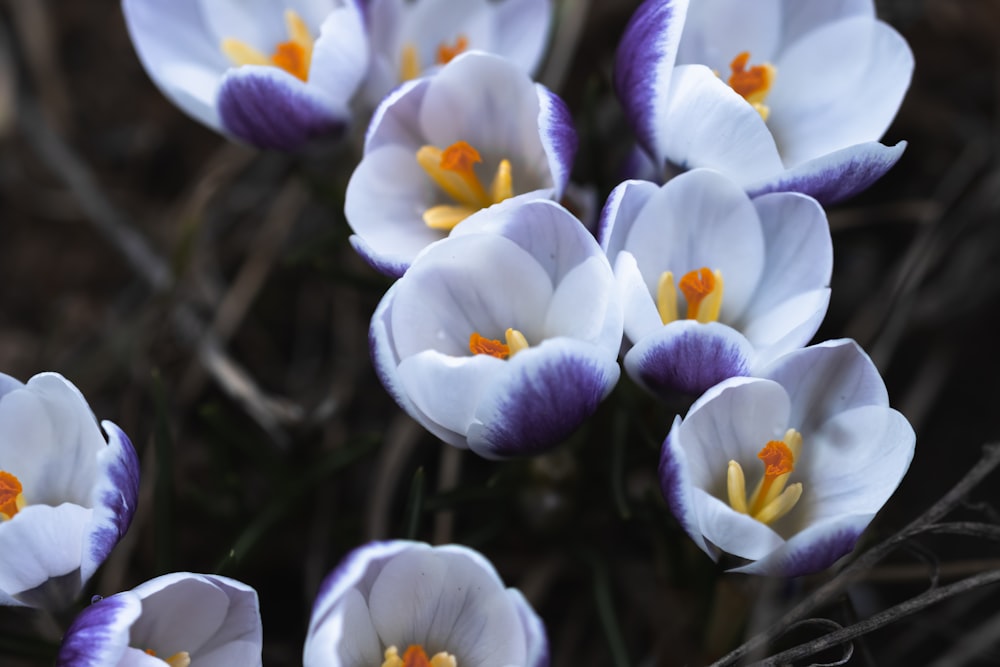 a group of white and purple flowers with yellow centers