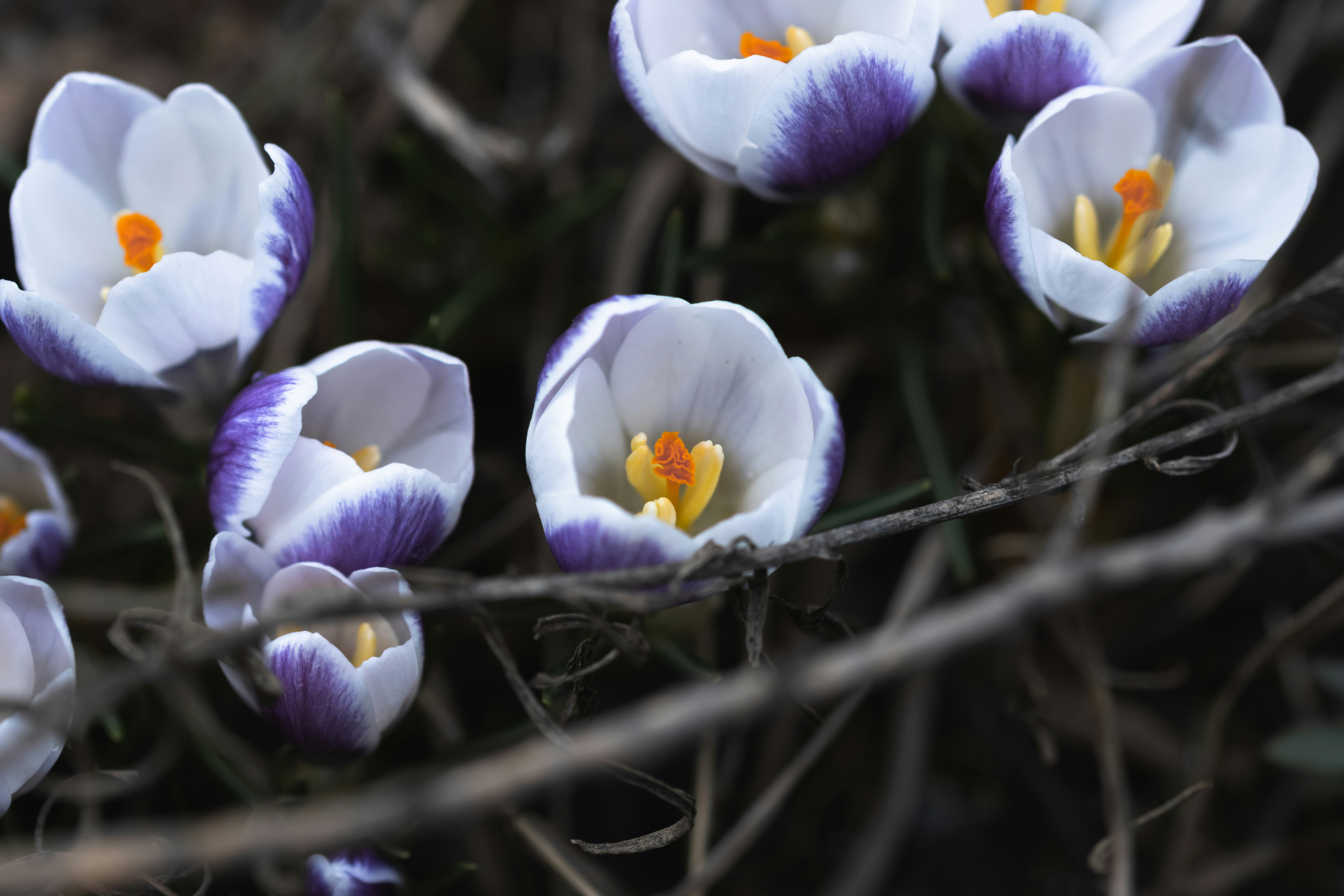 eine Gruppe lila und weißer Blumen, die auf einem Feld sitzen