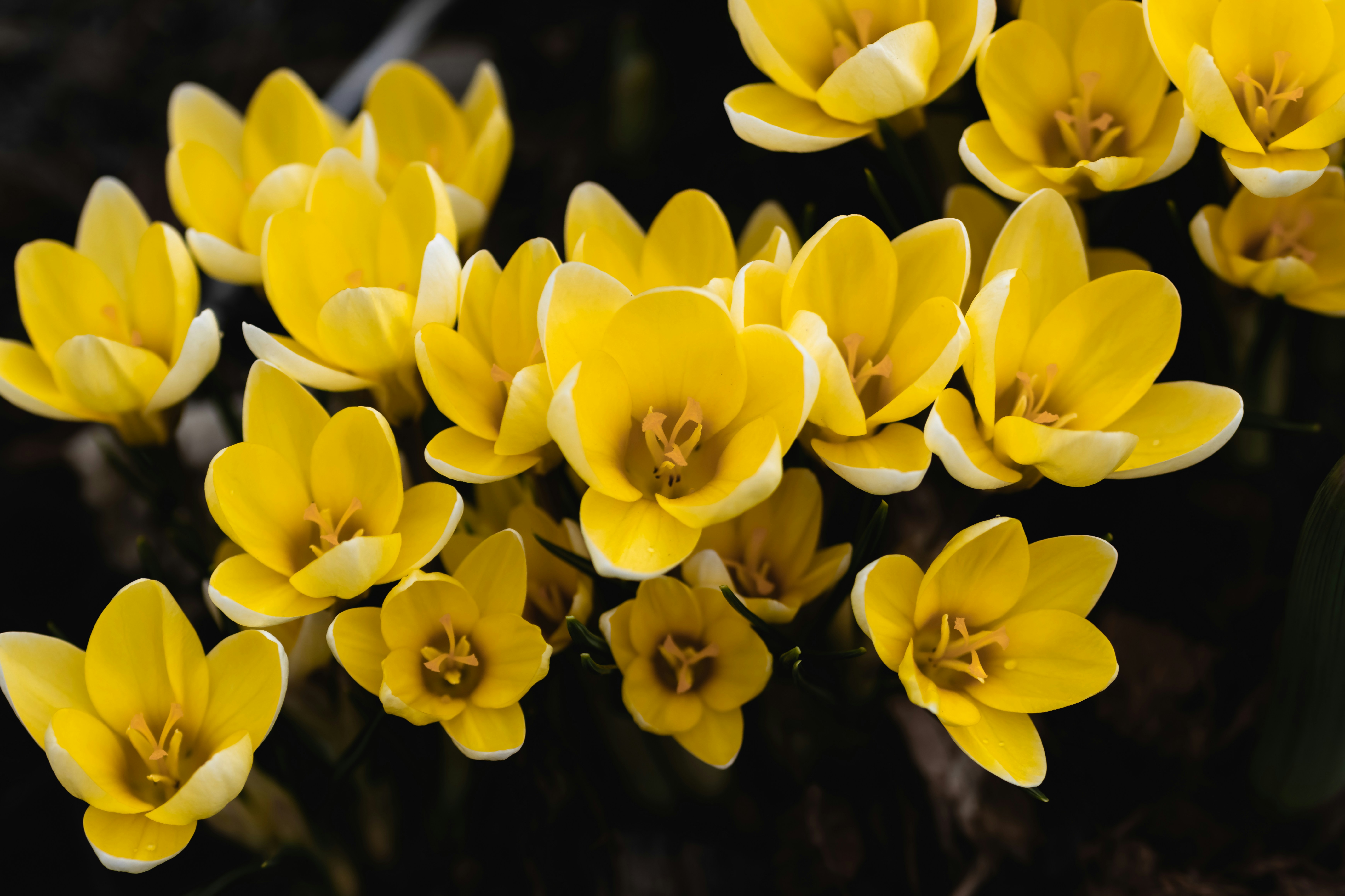 a bunch of yellow flowers that are blooming