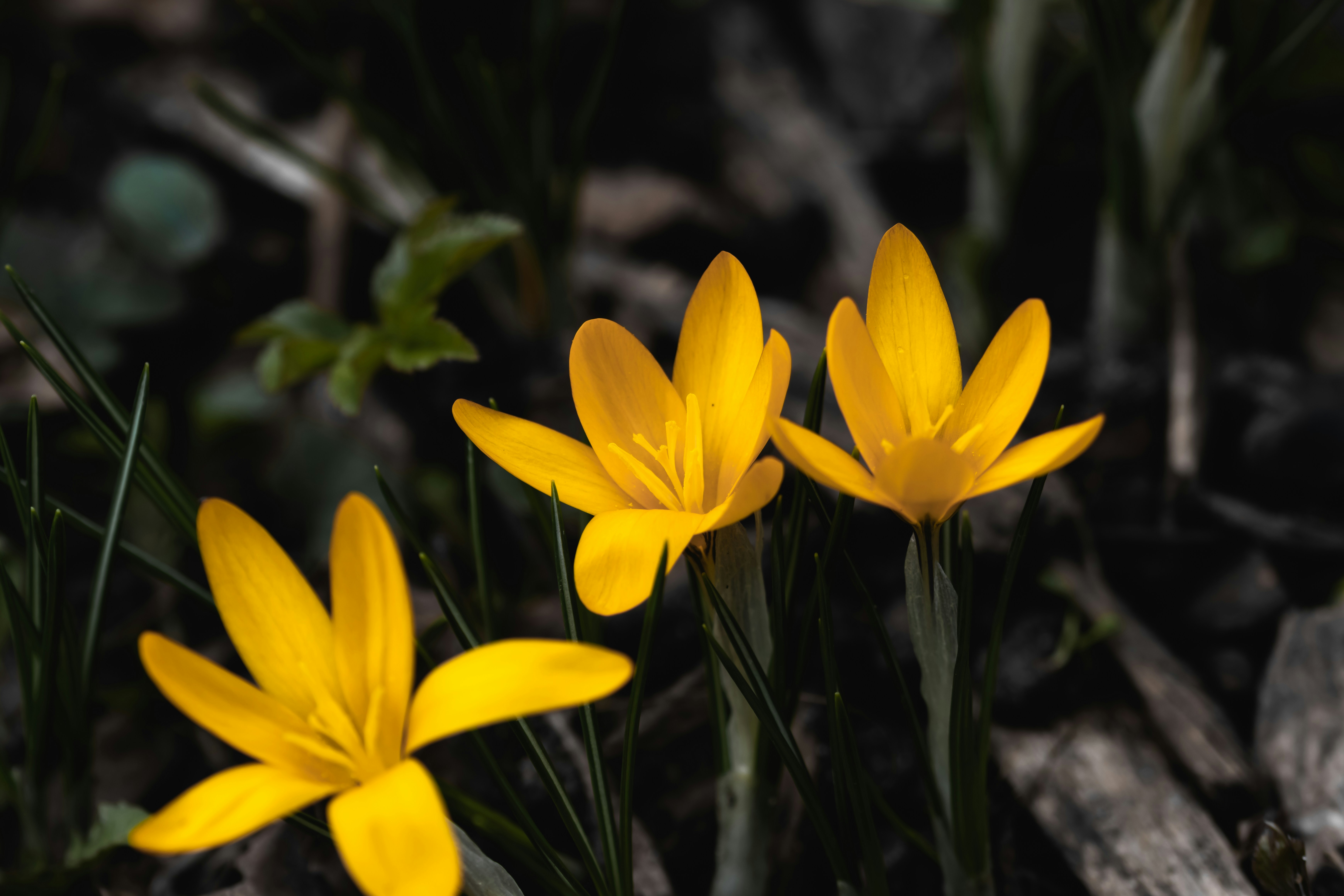 Eine Gruppe gelber Blumen, die auf einem Waldboden sitzen