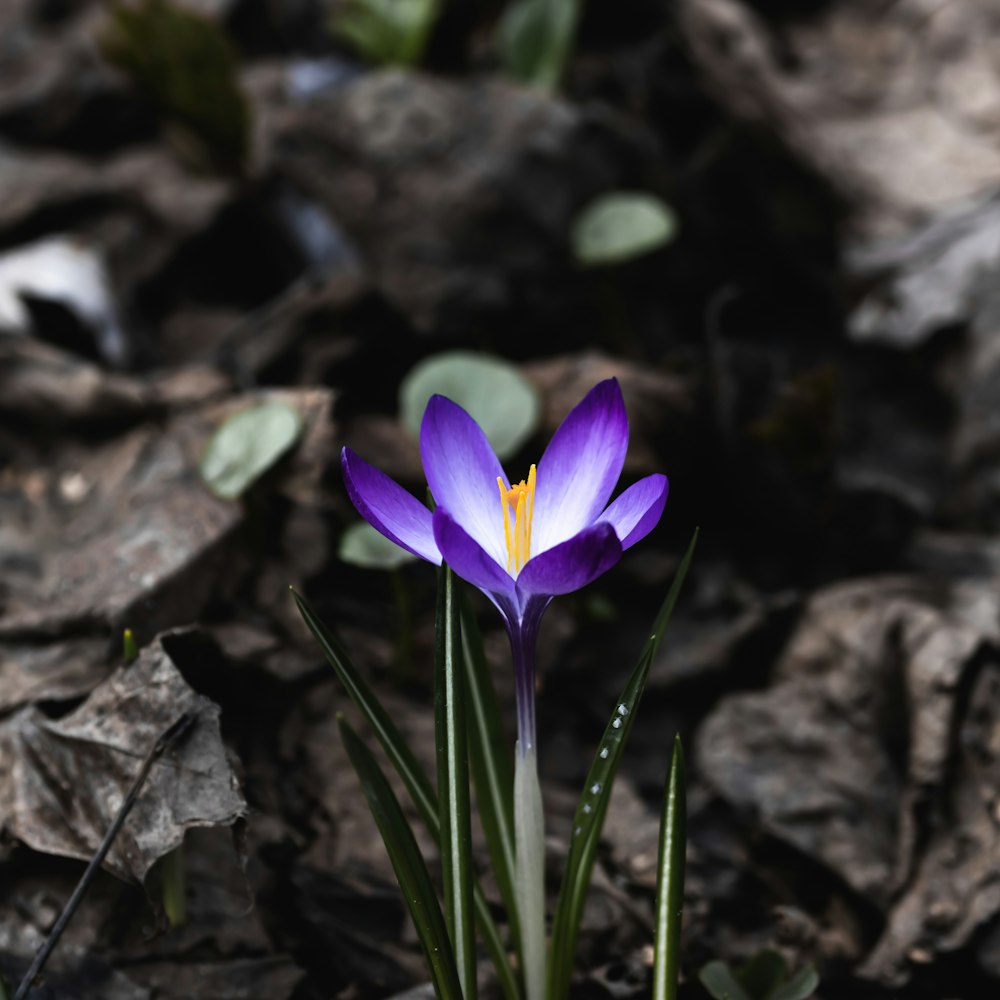 a purple flower with a yellow stamen in the middle of a rocky area