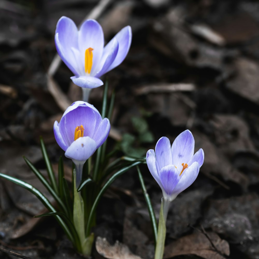 three purple flowers are growing in the dirt