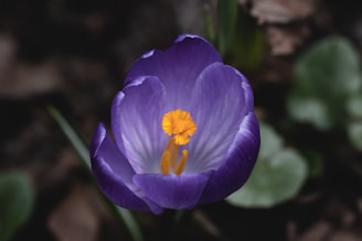 a close up of a purple flower with a yellow center