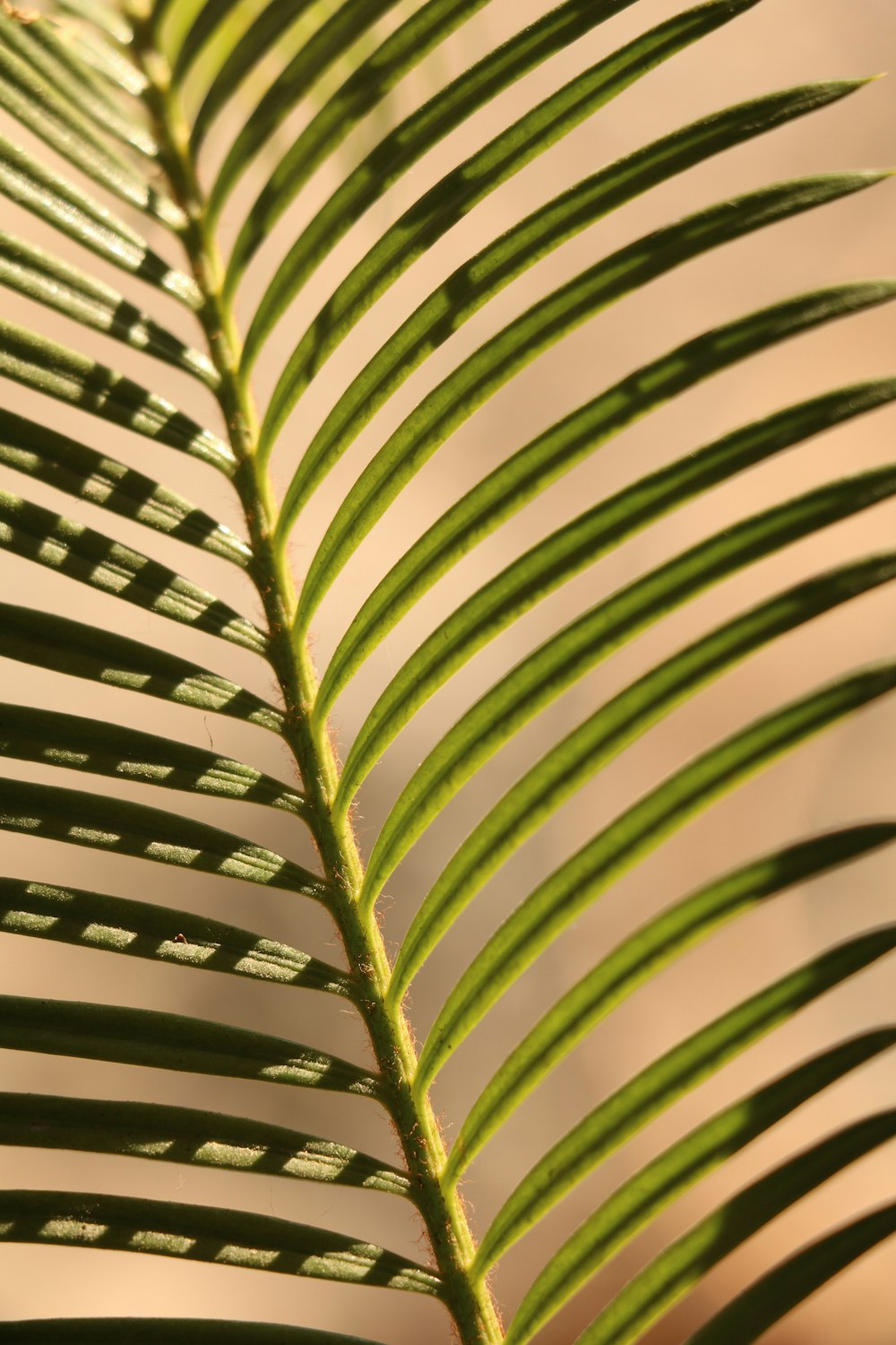 a close up view of a green leaf