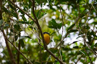 A colorful bird perched on a branch surrounded by dense foliage.