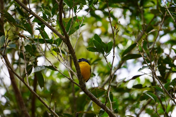 A colorful bird perched on a branch surrounded by dense foliage.