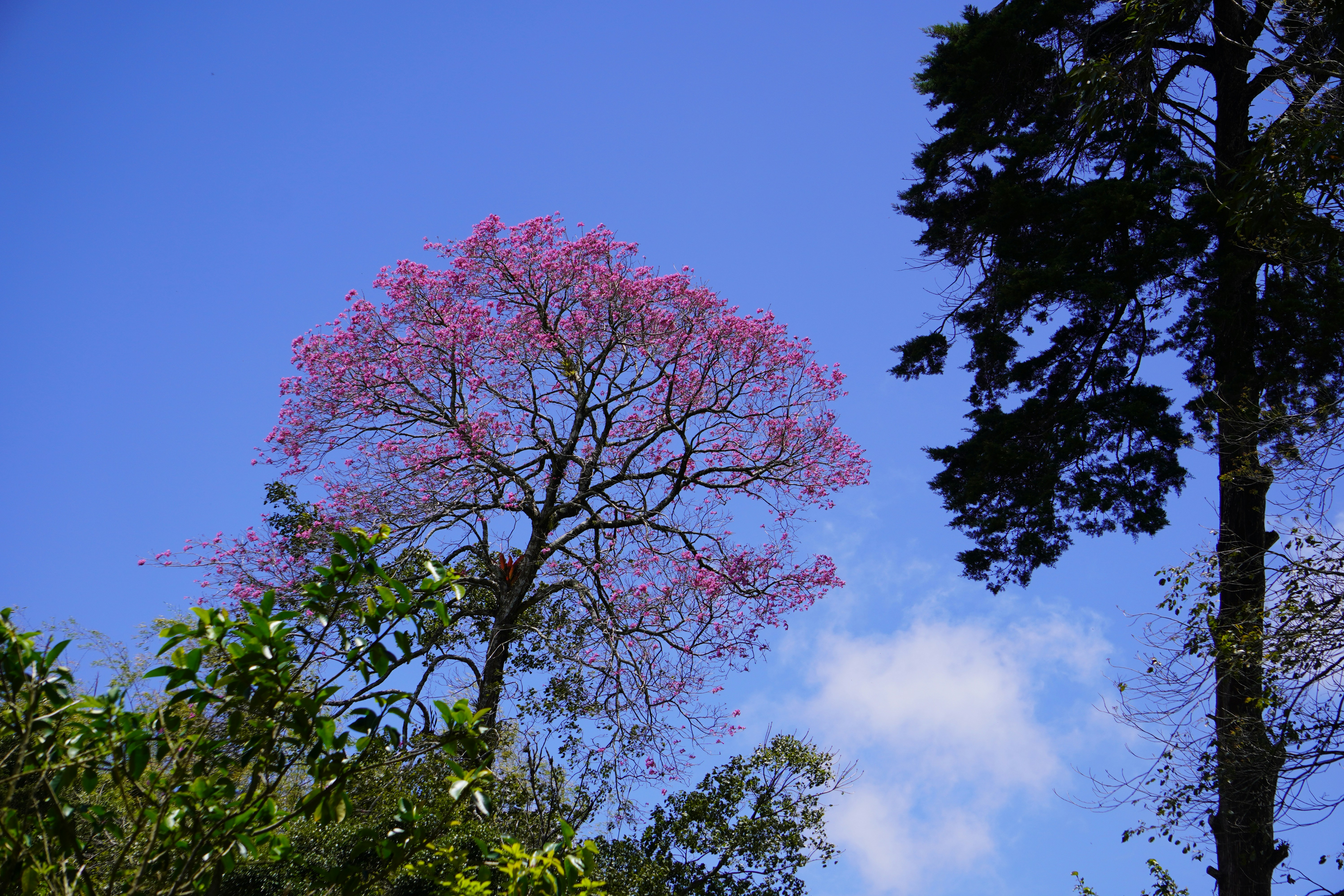 a tree with pink flowers in the foreground and a blue sky in the background