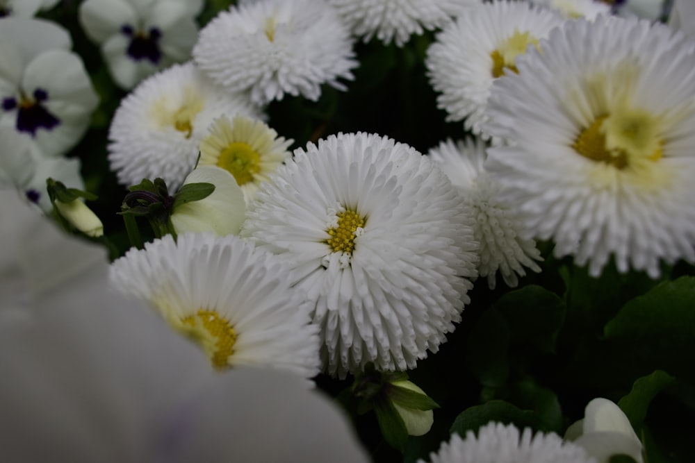 a bunch of white flowers with yellow centers