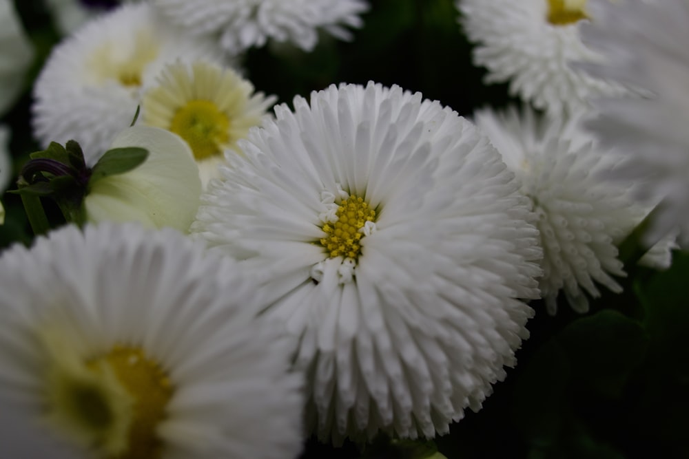 a bunch of white flowers with yellow centers