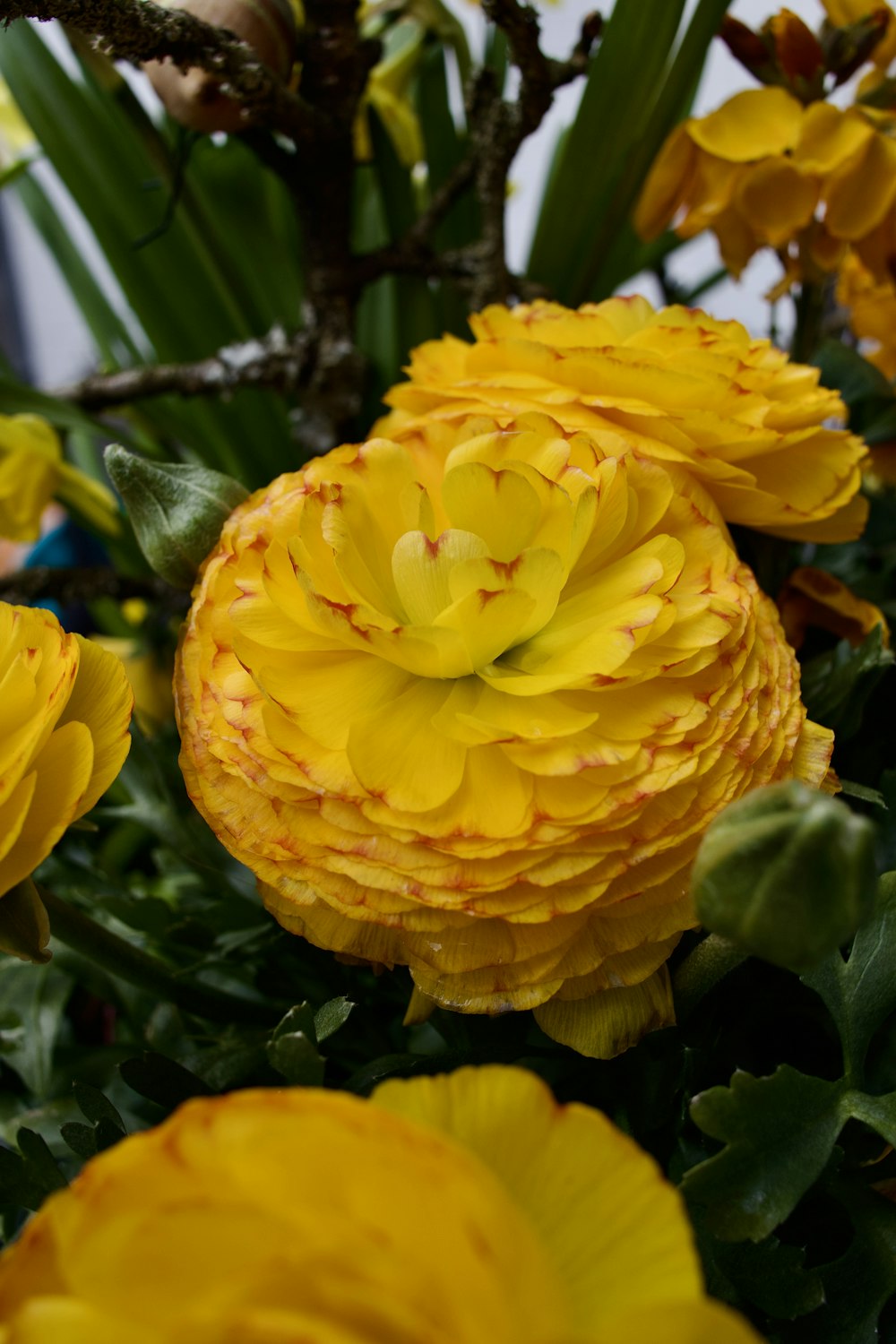 a close up of a bunch of yellow flowers