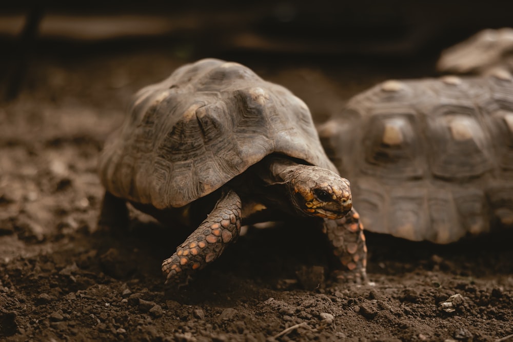 a close up of two tortoises on a dirt ground