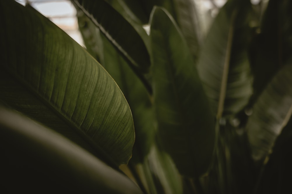 a close up of a plant with large leaves