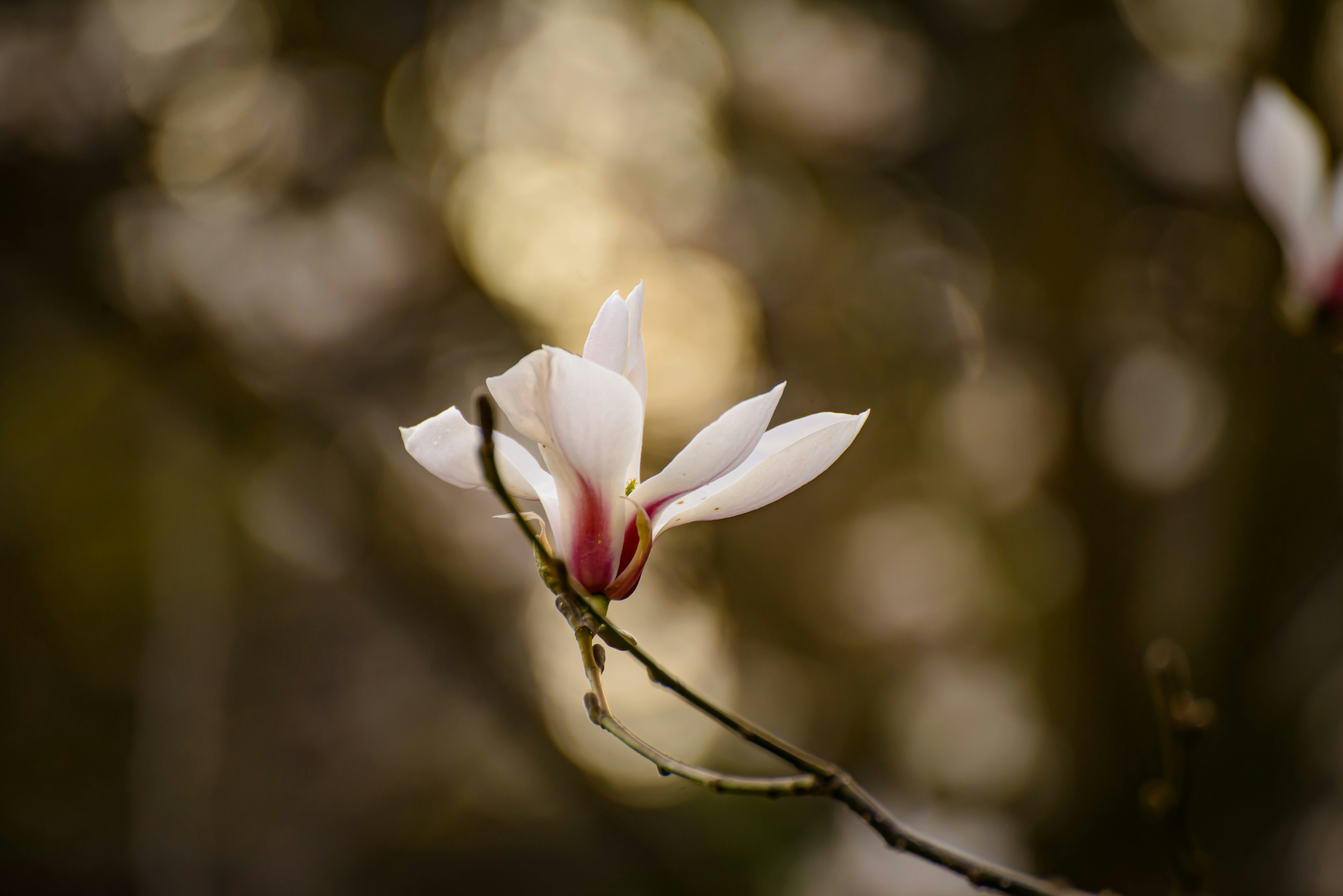 Choose from a curated selection of flower photos. Always free on Unsplash.