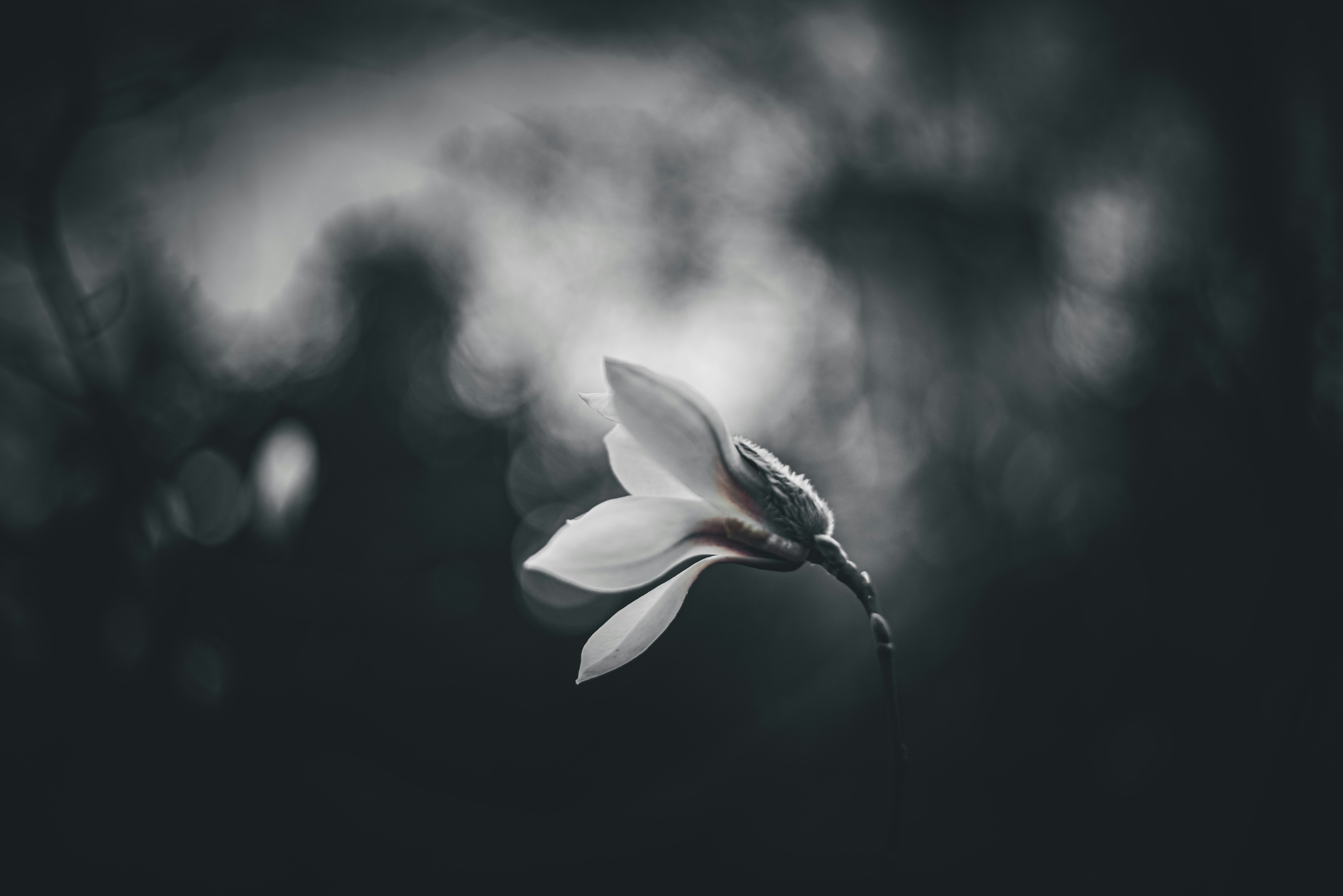 Choose from a curated selection of flower photos. Always free on Unsplash.