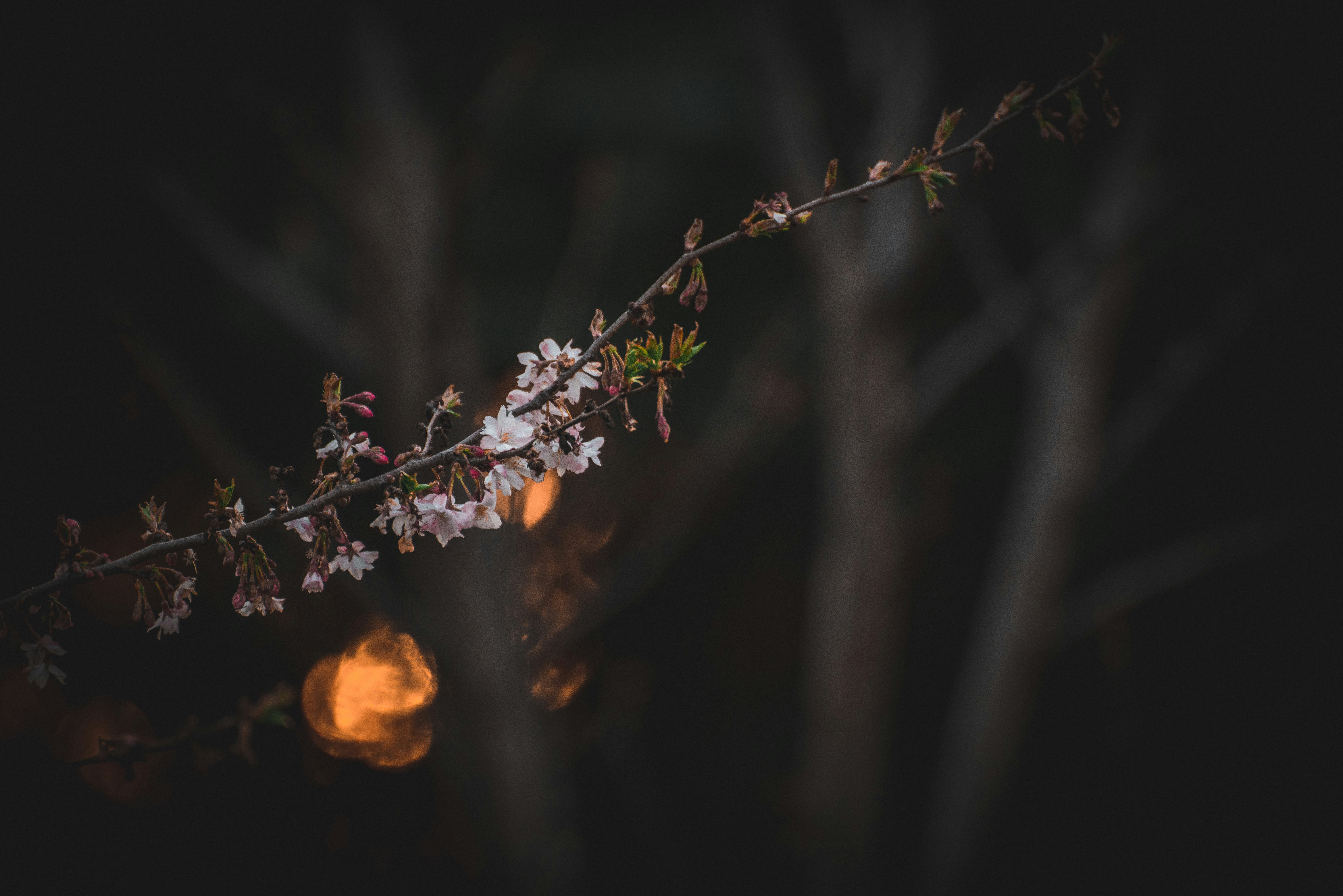 Choose from a curated selection of cherry blossom wallpapers for your mobile and desktop screens. Always free on Unsplash.